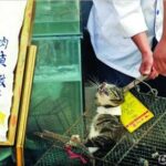 Живых кошек в пищу продают на рынке в Гуанчжоу