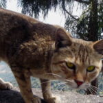 Суровые коты Женского Монастыря в Юньнане