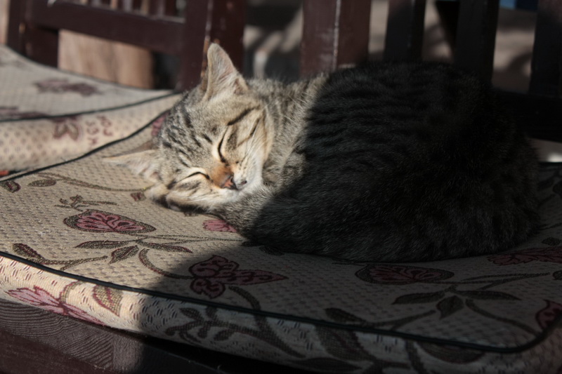 Лицзянская кошечка