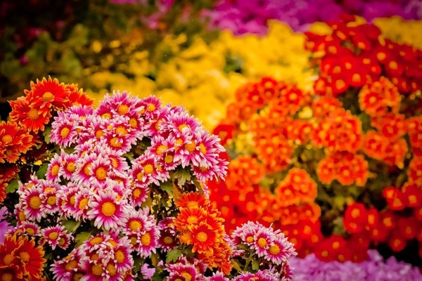 Hangzhou flowers, photo by Marina Shenshina (c) фото by Марина Шеньшина (с)