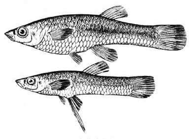 Подмастерье класс про 泣前魚 / Магазета