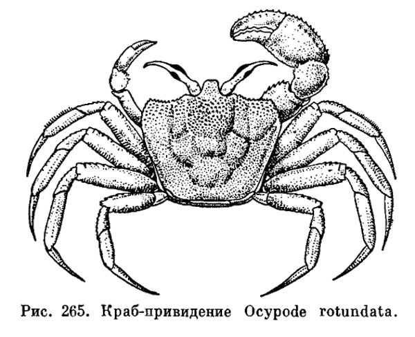 Краб-привидение