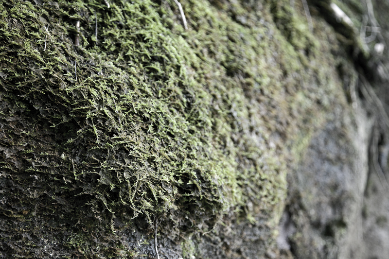 wuyi mountains 10