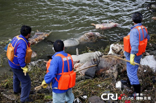 Около тысячи мертвых свиней нашли в реке, снабжающей водой Шанхай