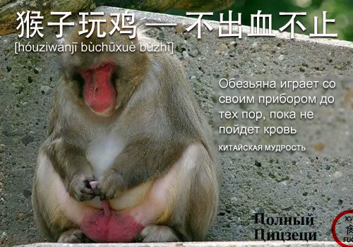猴子玩鸡 —— 不出血不止