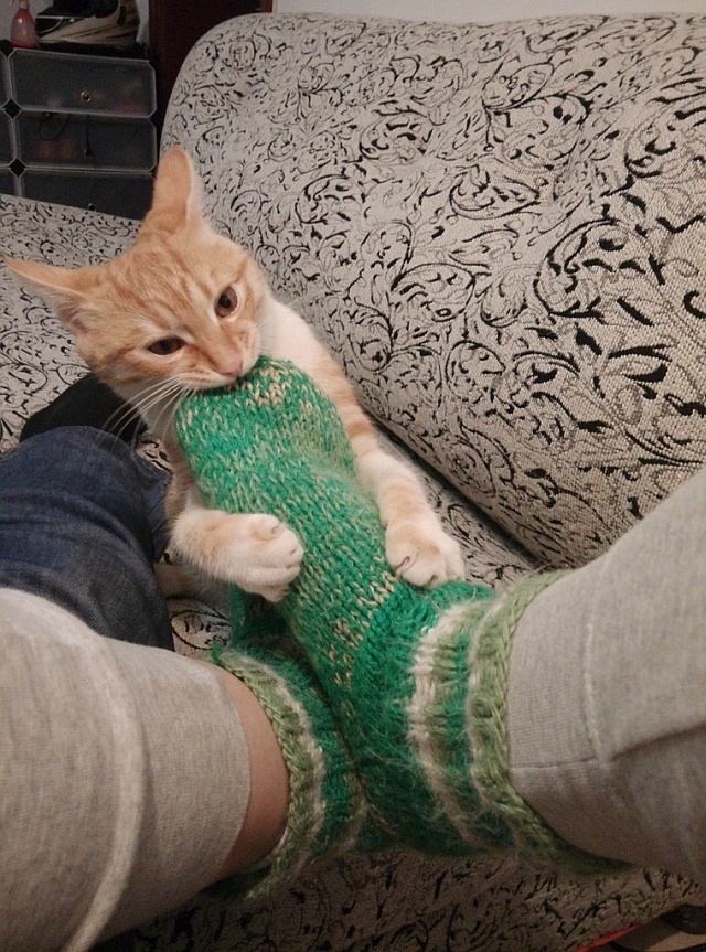 Котейка нас ест