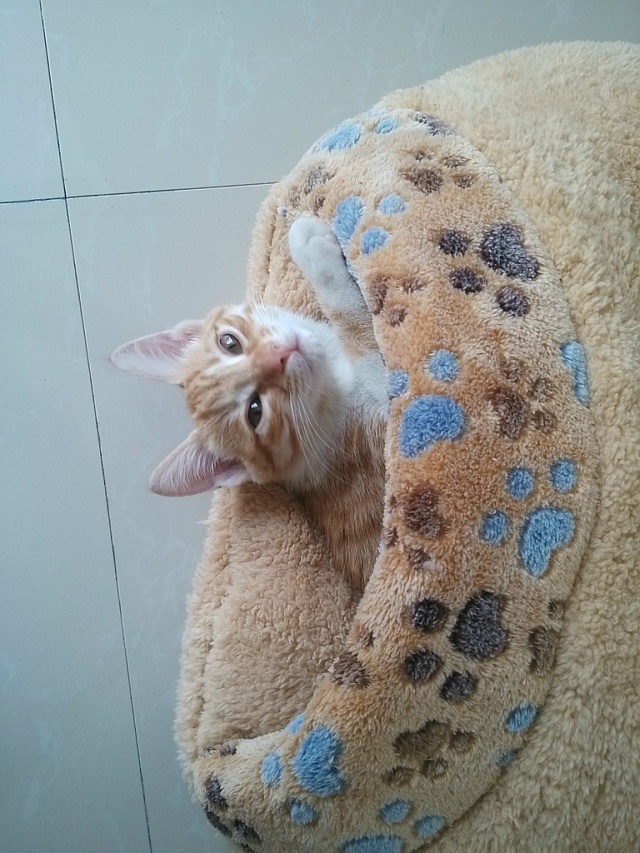Котейка в кармане