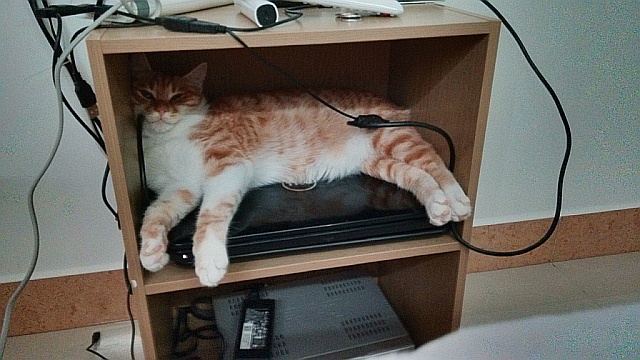 Котейка стережёт NAS