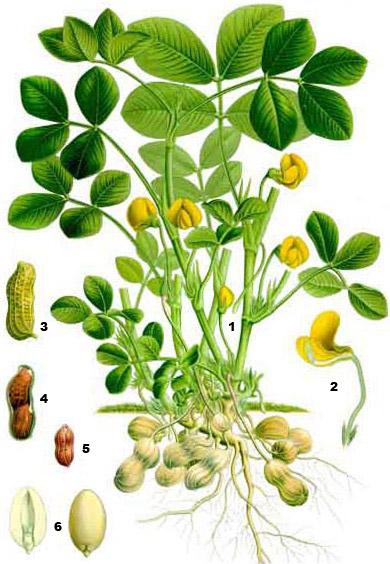 Арахис (лат. Arachis) —цветковое растение семейства бобовых