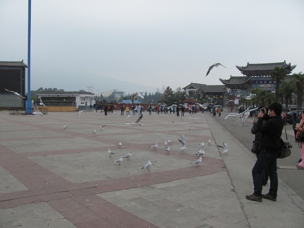 kunming (3)