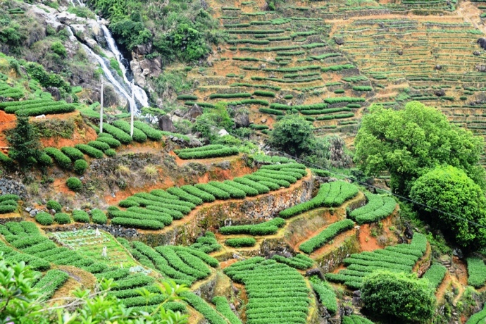 china-tea25