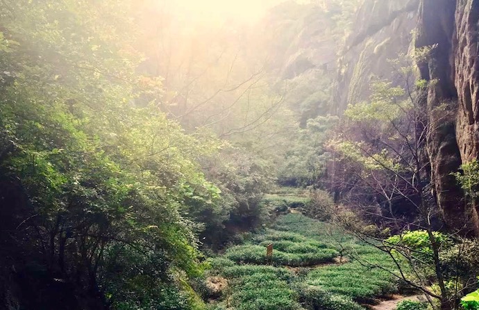 wuyishan_tea