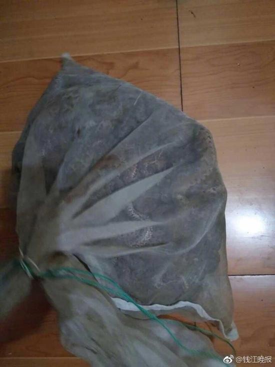 Китаец пытался провезти 50 змей в чемодане на поезде