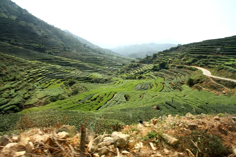 shuixian tea